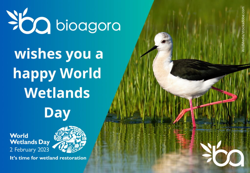 Featured image for BioAgora celebrates World Wetlands Day 2023!