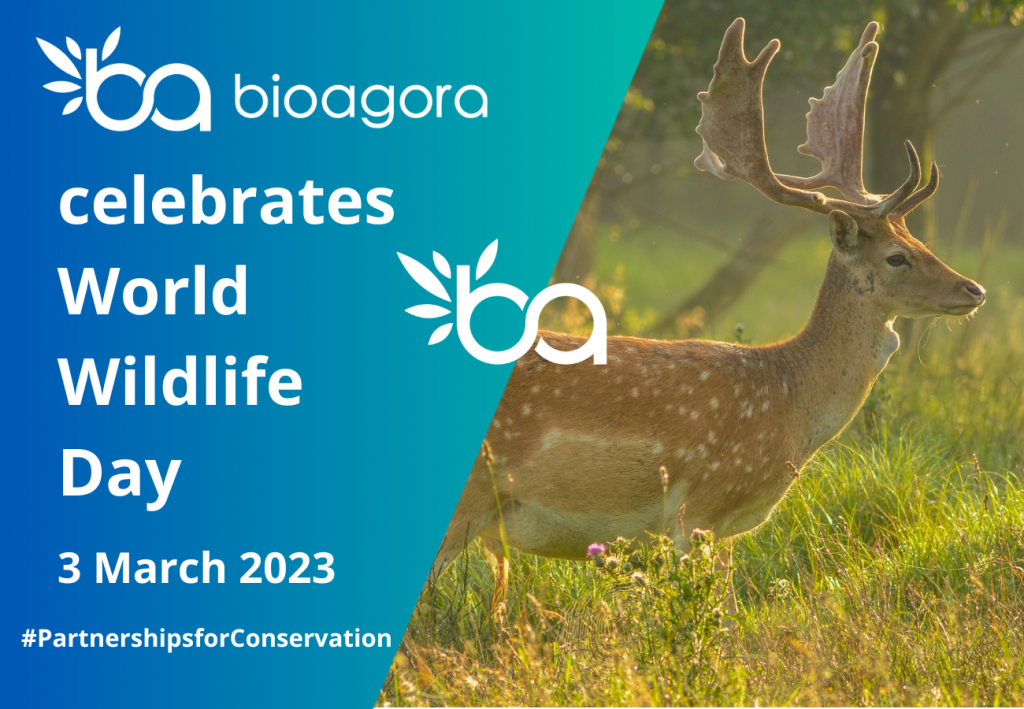 Featured image for BioAgora celebrates World Wildlife Day!