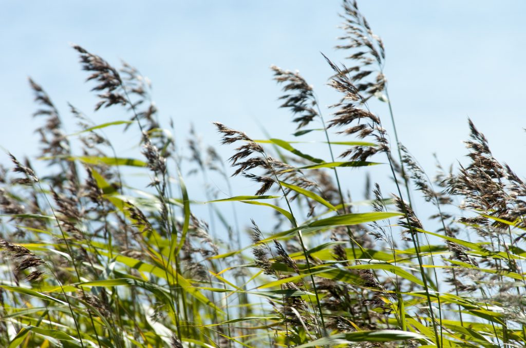 Featured image for BioAgora to collaborate with NetworkNature on biodiversity