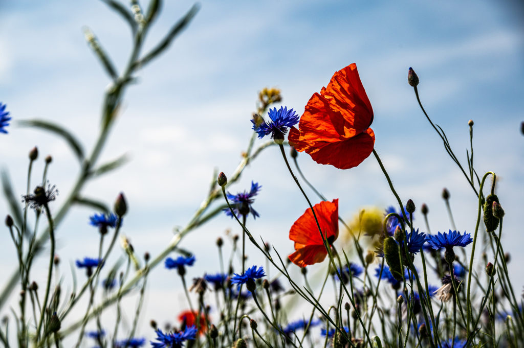 Featured image for BioAgora hosted a webinar on the Science-Policy Interface pilot training