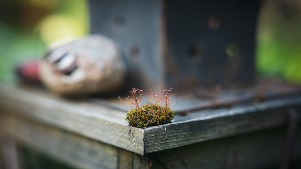 Featured image for BioAgora held a workshop on biodiversity and citizen science at the 5th ECSA 2024 Conference
