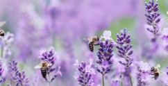 Pollination