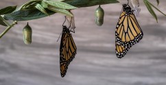 Transformative change
