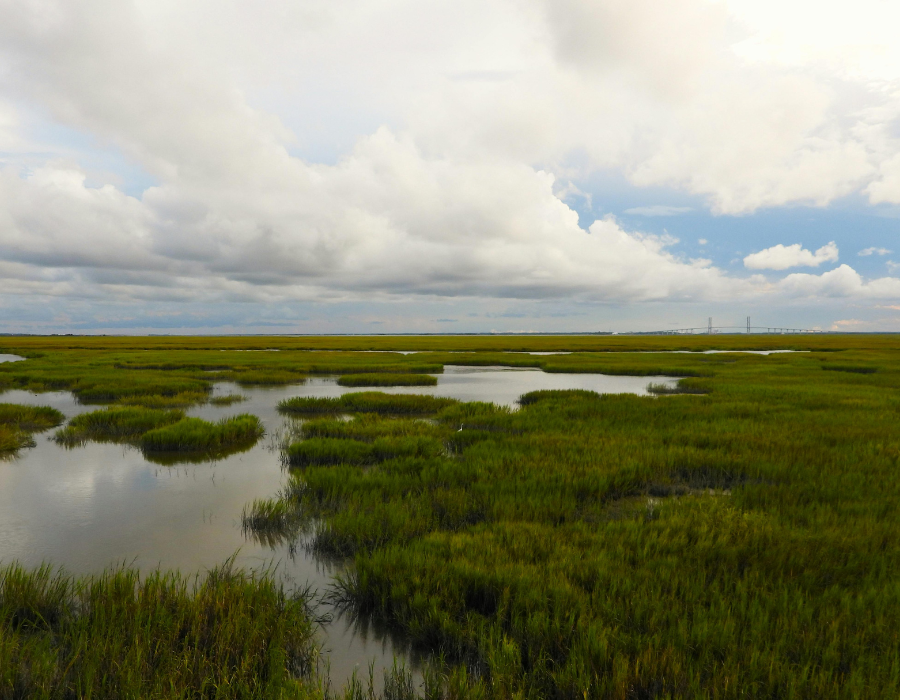 Featured image for New BioAgora Call for Knowledge and Experts: Ecological characterization of selected EU wetland habitats
