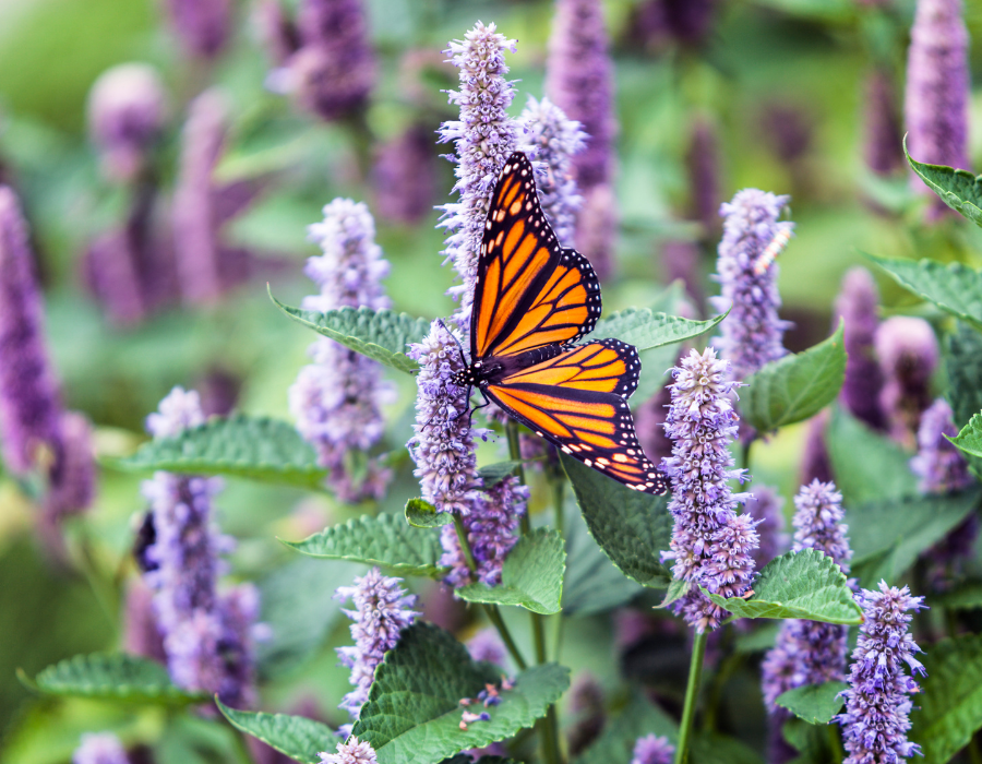 Featured image for Integrated assessment of policy interventions for pollinators: Report on the game-based dialogue by BioAgora and Safeguard