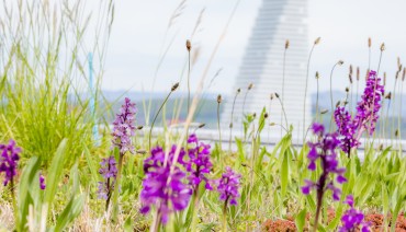 Cover image for New knowledge synthesis report highlights the role of green roofs and walls in supporting climate resilience and biodiversity in European cities