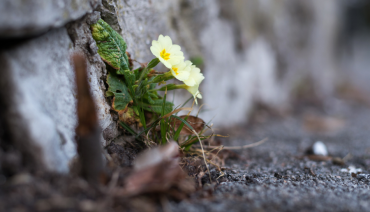 Cover image for article: BioAgora call for experts on plant species selection for urban nature restoration