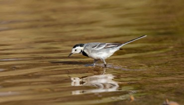 Cover image for article: European Commission Launches Public Consultation on the Stress Test of the Birds and Habitats Directives